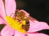 PČELA - UDRUŽENJE PČELARA